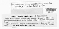 Sarcosphaera coronaria image